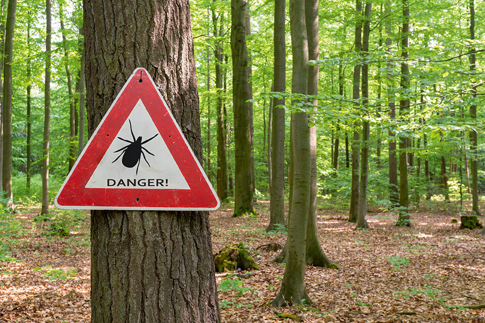 Maladie de Lyme: tout ce qu’il faut savoir pour une bonne prévention