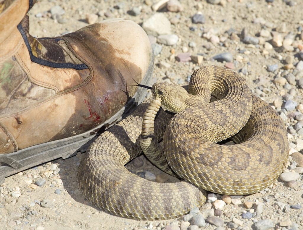 Serpents  entre ignorance et effroi